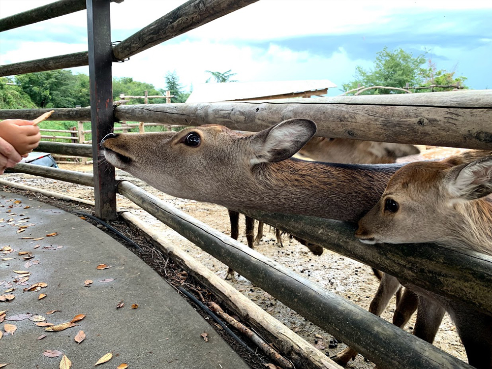 群馬サファリパークで鹿に鹿せんべいをあげる